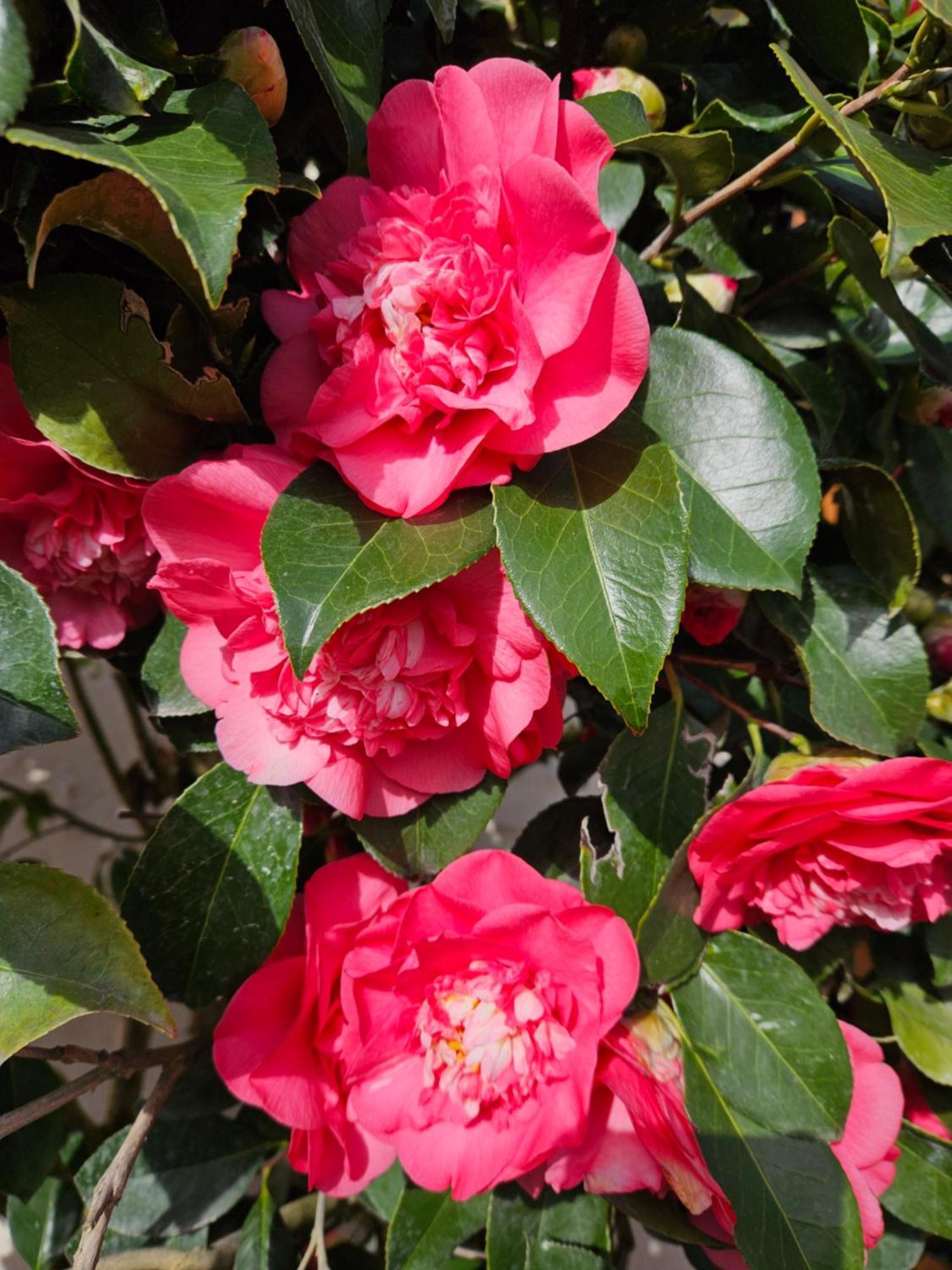 Les Camelias Villa Selles-sur-Cher Luaran gambar